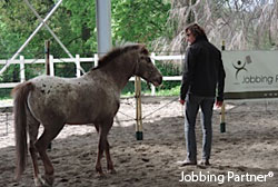 Développement personnel grâce à l'Equi-Jobbing, l'atout equicoaching de Jobbing Partner